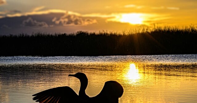 Alarmists: Florida Everglades ‘at Risk of Vanishing’ from Climate Change