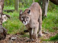 California Dad Fights Off Mountain Lion That Dragged 5-Year-Old Son by the Head