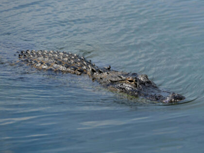 VIDEO — ‘Catch of a Lifetime’: Mississippians Snag 802-Pound Alligator on First Day o