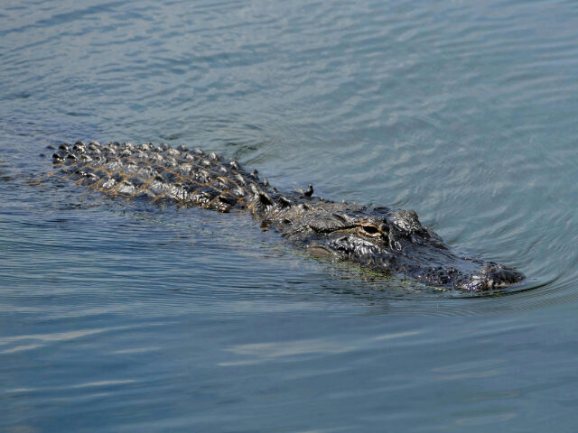 DHS Approves ‘Alligator Alcatraz’ for Illegal Aliens in Florida