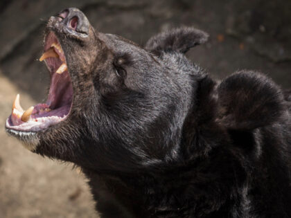 Roaring black bear - stock photo