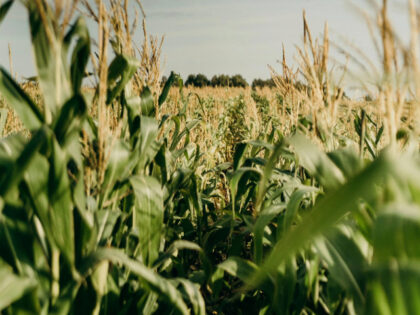 cornfield