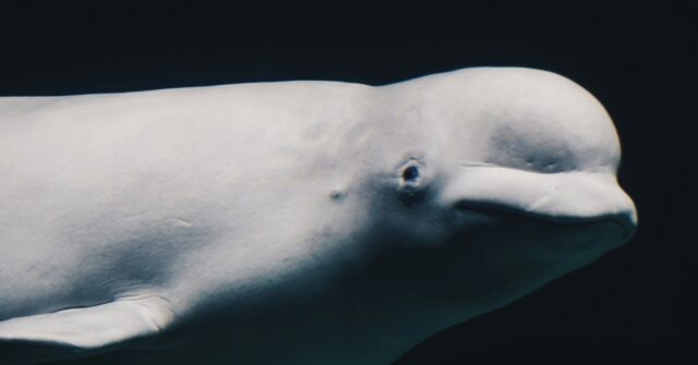 Beluga Whale Accused of Spying for Russians Found Dead
