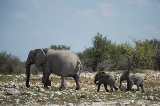 Elephants are among the animals targeted in Namibia's cull