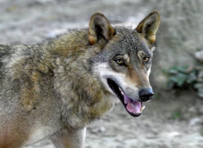 Grey wolves were virtually exterminated in Europe a century ago but, thanks to conservatio