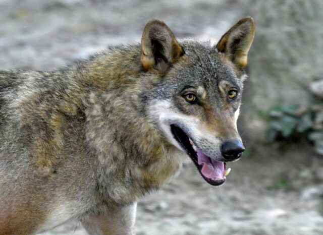 Grey wolves were virtually exterminated in Europe a century ago but, thanks to conservatio