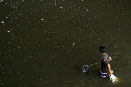 Thailand has netted more than 1.3 million kilograms of highly invasive blackchin tilapia f