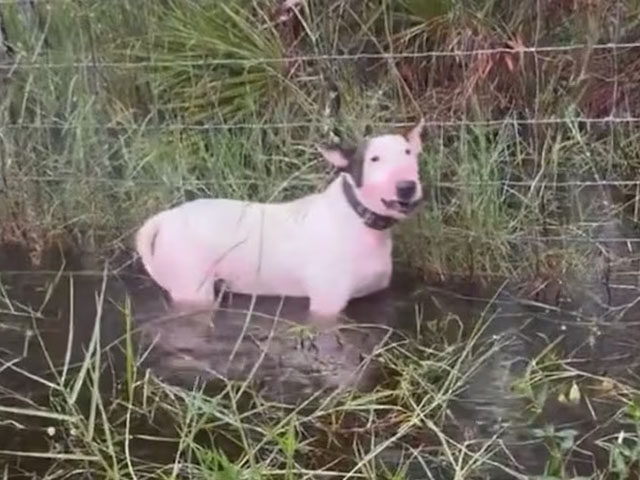 Florida Highway Patrol saves dog