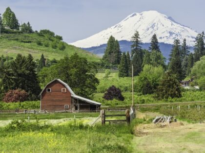 Traditional wooden red barn set amongst the vibrant green landscape, orchards, crops and w