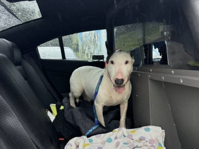 The Florida dog whose image went viral after he was left trapped on the side of a highway