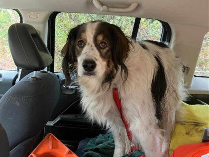 A dog in Stevens County, Washington, knew exactly what to do when her elderly owner was in