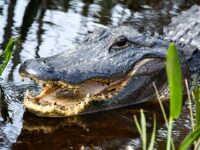 WATCH: Alligator Emerges from Hurricane Floodwaters Chomping on Car Tire