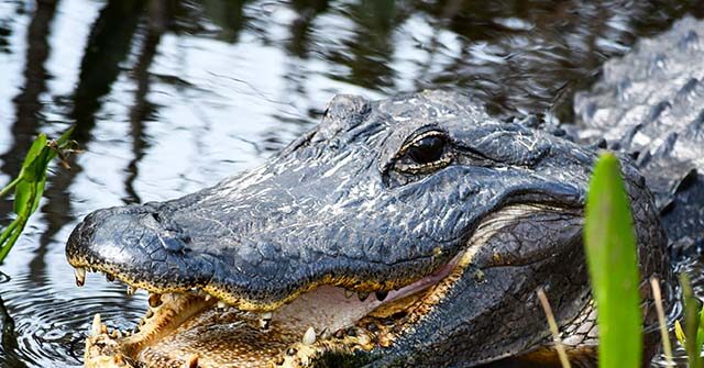 Alligator Encounters Rise Amid Hurricane Milton Floods