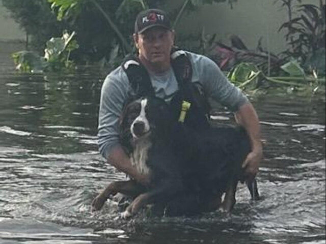 Photos — ‘This Dog’s Eyes Say It All’: 104 Pets Rescued in Hillsborough County Aft