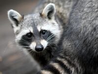 WATCH: Washington Woman’s Home Mobbed by 100 Raccoons