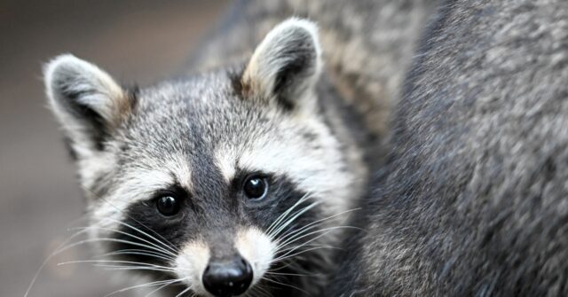 WATCH: Washington Woman's Home Mobbed by 100 Raccoons