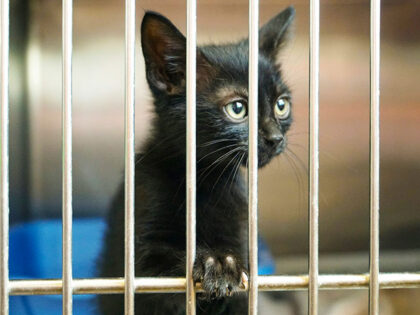 kitten animal shelter