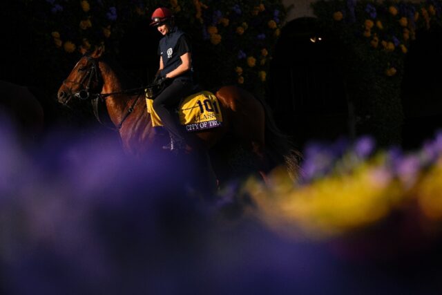 Aidan O'Brien-trained City of Troy walks the Del Mar paddock prior to the 2024 Breeders' C