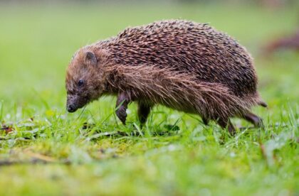 An adult, male hedgehog can weigh as much as 1.5 kilograms