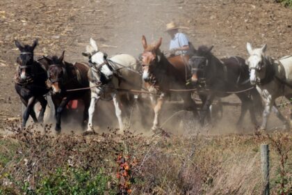 An Amish farmer works his field with horses in Strasburg, Pennsylvania, on October 19, 202