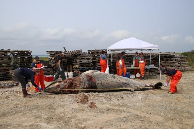 In this handout picture from the non-profit Whale and Dolphin Conservation (WDC), a rescu