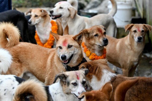 Kukur Tihar, the second day of the five-day Tihar festival, is reserved for worshipping do