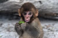 Not enough time in universe for monkeys to pen Shakespeare: study