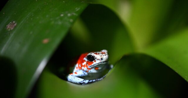 COP16 Summit on Biodiversity Begins in Colombia