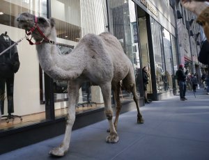 Escaped circus camel spotted wandering road in France