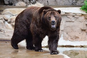 Fat Bear Week officially underway at Alaska's Katmai National Park