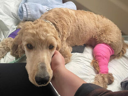 Thursday afternoon, Dylan McCay found this very injured dog and took her into the vet in h