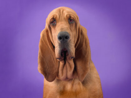 Bloodhound