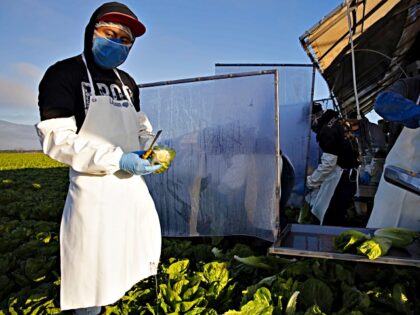 GREENFIELD, CA - April 28, 2020: H-2A farm laborers harvest romaine lettuce on a machine w