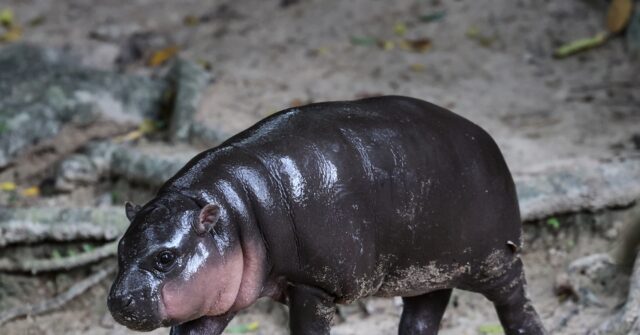 Animal Spirits!: Viral Baby Hippo 'Moo Deng' Predicts Donald Trump Victory