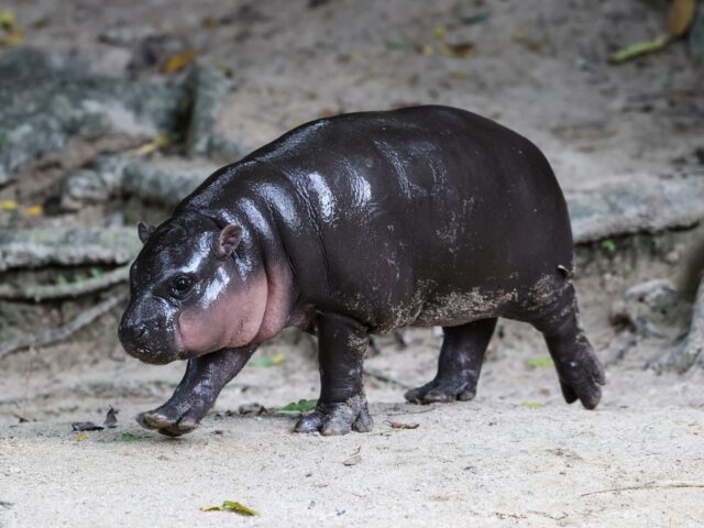 Animal Spirits!: Viral Baby Hippo ‘Moo Deng’ Predicts Donald Trump Victory