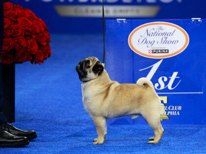 2024 National Dog Show Best In Show Winner, Pug named "Vito" -- (Photo by: Bill McCay/NBC