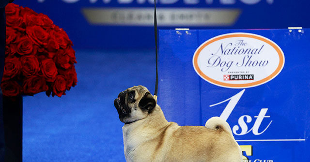 WATCH: 'Smug' Pug Wins Best in Show at Annual National Dog Show