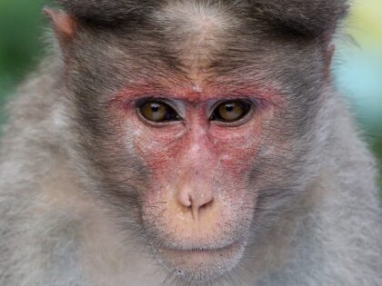 Rhesus monkey (Macaca mulatta) in Dindigul, Kodaikanal, Tamil Nadu, India, on May 15, 2022