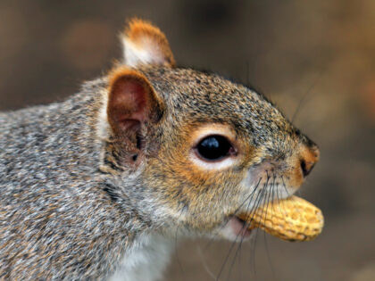 Boston, MA - February 17: A squirrel sits on a tree in the Boston Public Garden with a pri