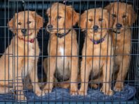 Virginia Animal Shelter Volunteer Surprises Wife by Sponsoring Adoptions for 40 Dogs