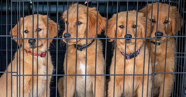 Virginia Animal Shelter Volunteer Surprises Wife by Sponsoring Adoptions for 40 Dogs