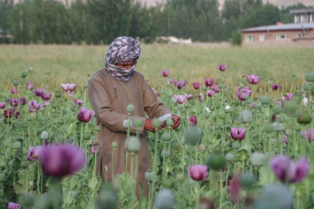 An Afghan farmer harvests opium sap from a poppy field in Badakhshan province in May, 2024