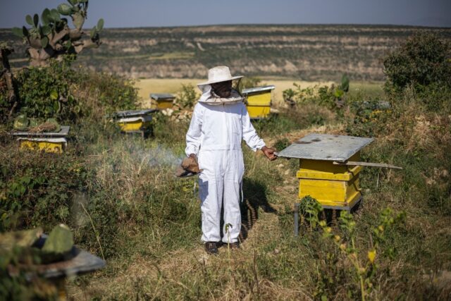 Beekeeper Amanuel Hiluf says he is only able to produce a fraction of the honey he made be