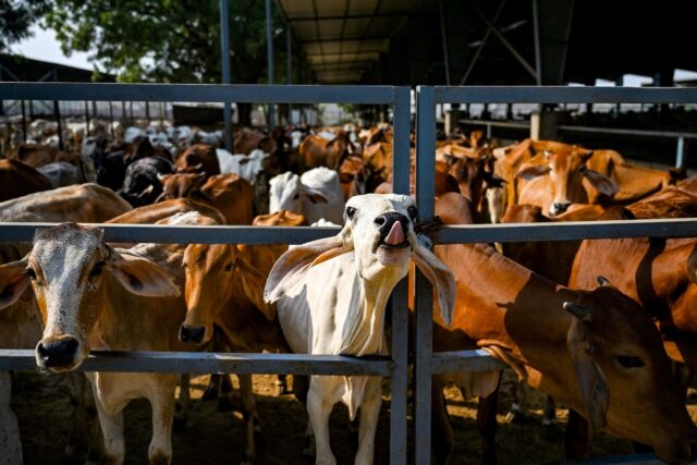 Dung from India's cows, sacred to many in the Hindu-majority country, is being used to pow