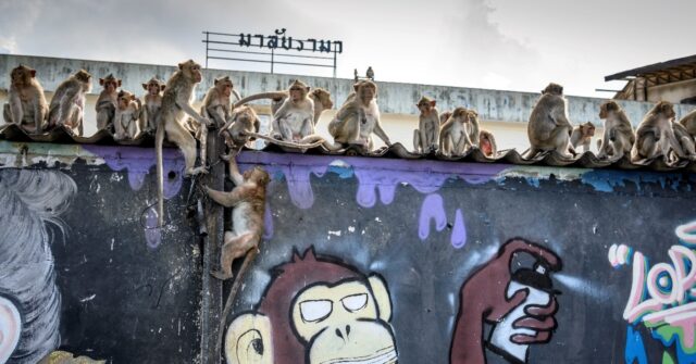 Department Assists in Monkey Rampage Containment