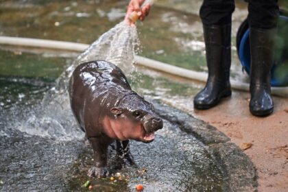 Internet sensation Moo Deng, a baby pygmy hippo in Thailand, is trying her hand at prognos