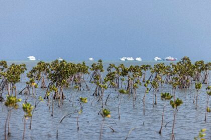 Leisure boats are stationed near a mangrove forest south of Marsa Alam along Egypt's south