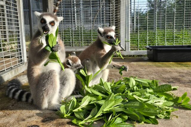 Lemurs, which starred as loveable supporting characters in the Dreamworks "Madagascar" mov
