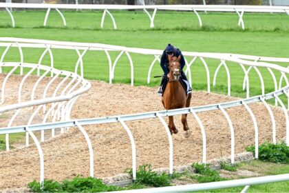 Melbourne Cup joint favourite Vauban during early morning trackwork