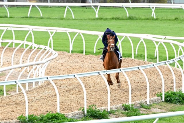 Melbourne Cup joint favourite Vauban during early morning trackwork